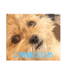 しのぶちゃんとすずちゃんの日常（個別スタンプ：11）