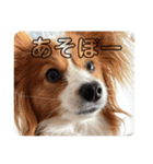 しのぶちゃんとすずちゃんの日常（個別スタンプ：16）
