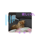 あんずの気持ち1（個別スタンプ：1）