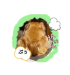 あんずの気持ち1（個別スタンプ：3）