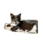 くつろぐのら猫たち（個別スタンプ：1）
