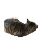 くつろぐのら猫たち（個別スタンプ：2）