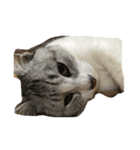 くつろぐのら猫たち（個別スタンプ：3）
