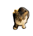 くつろぐのら猫たち（個別スタンプ：4）