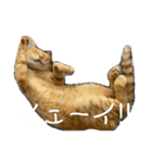 くつろぐのら猫たち（個別スタンプ：5）