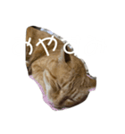 くつろぐのら猫たち（個別スタンプ：6）