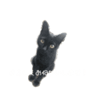 くつろぐのら猫たち（個別スタンプ：7）