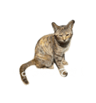 くつろぐのら猫たち（個別スタンプ：8）