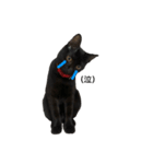我が家の黒猫ジジさん（個別スタンプ：1）