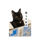 我が家の黒猫ジジさん（個別スタンプ：3）