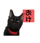 我が家の黒猫ジジさん（個別スタンプ：4）