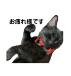 我が家の黒猫ジジさん（個別スタンプ：5）
