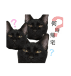 我が家の黒猫ジジさん（個別スタンプ：6）