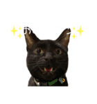 我が家の黒猫ジジさん（個別スタンプ：8）