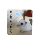 だいたい敬語ハムスタースタンプ。（個別スタンプ：7）