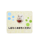 だいたい敬語ハムスタースタンプ。（個別スタンプ：14）