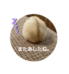 だいたい敬語ハムスタースタンプ。（個別スタンプ：17）