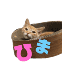 猫のトトちゃんスタンプ（個別スタンプ：5）