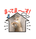 猫のトトちゃんスタンプ（個別スタンプ：14）