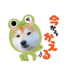 豆助でーーす（個別スタンプ：1）