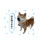 豆助でーーす（個別スタンプ：8）