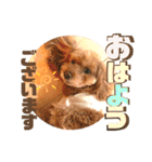 小柳家いっぬ（個別スタンプ：3）
