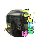 小柳家いっぬ（個別スタンプ：4）