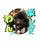 小柳家いっぬ（個別スタンプ：6）