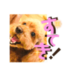 小柳家いっぬ（個別スタンプ：8）
