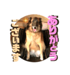 小柳家いっぬ（個別スタンプ：11）