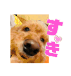 小柳家いっぬ（個別スタンプ：12）