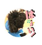 小柳家いっぬ（個別スタンプ：14）
