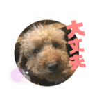 小柳家いっぬ（個別スタンプ：16）