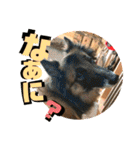 小柳家いっぬ（個別スタンプ：22）