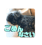 小柳家いっぬ（個別スタンプ：25）