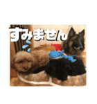 小柳家いっぬ（個別スタンプ：26）
