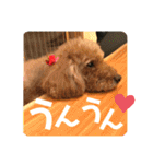 小柳家いっぬ（個別スタンプ：29）