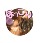 小柳家いっぬ（個別スタンプ：30）