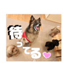 小柳家いっぬ（個別スタンプ：31）