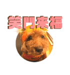 小柳家いっぬ（個別スタンプ：36）