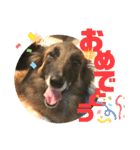 小柳家いっぬ（個別スタンプ：37）