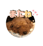 小柳家いっぬ（個別スタンプ：39）