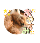 小柳家いっぬ（個別スタンプ：40）