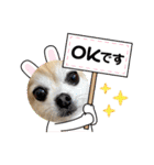 加藤レオくん（個別スタンプ：10）