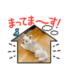加藤レオくん（個別スタンプ：16）