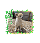 加藤レオくん（個別スタンプ：22）