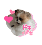 おてんばしーちゃん（個別スタンプ：5）