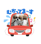 おてんばしーちゃん（個別スタンプ：8）