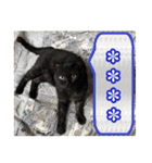 黒猫はちの伝説（カスタムスタンプ 1）（個別スタンプ：3）