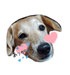 愛犬モモスタンプ ①（個別スタンプ：1）